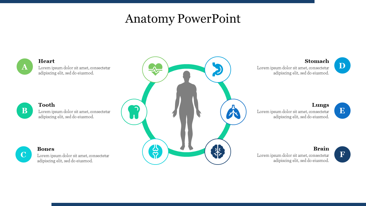 Anatomy PowerPoint